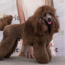 Poodle Medium Brown